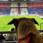Chien-au-Groupama-Stadium-2065414.jpg