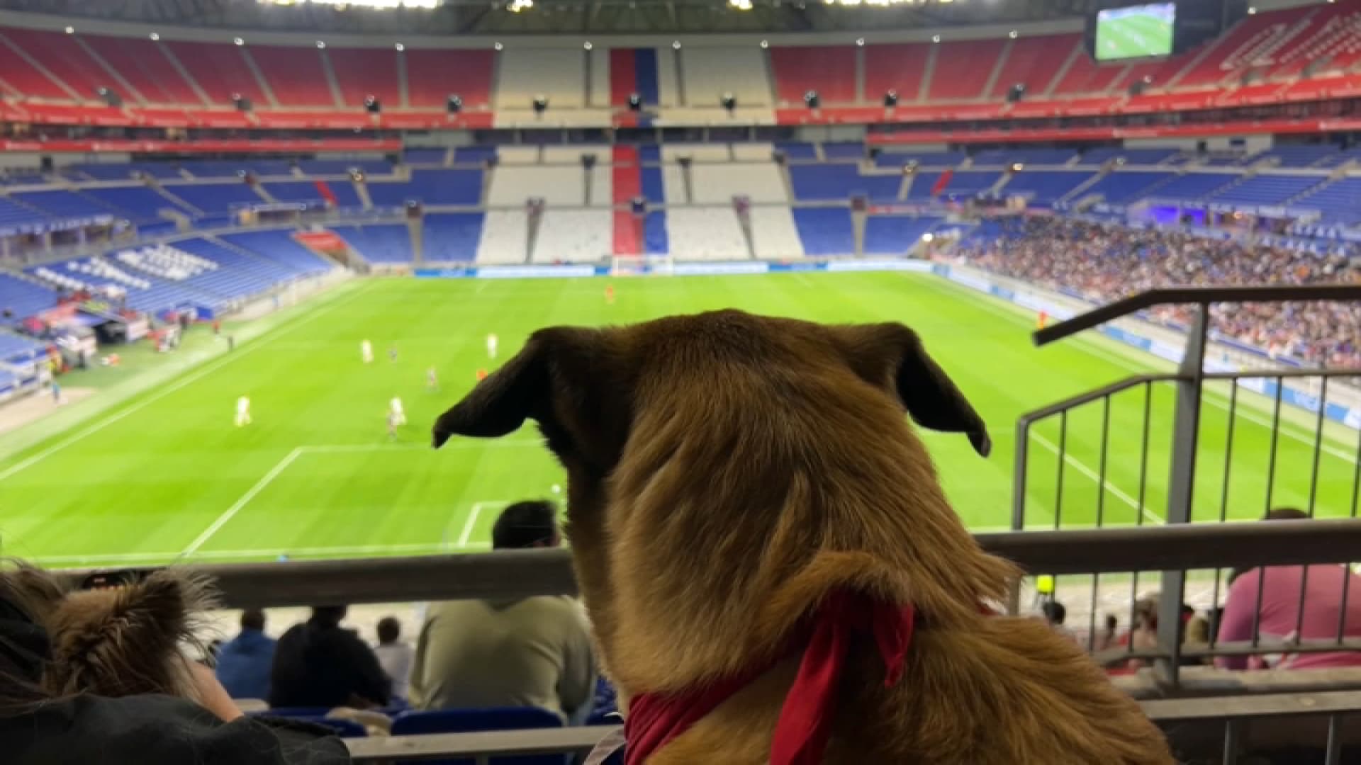 Chien-au-Groupama-Stadium-2065414.jpg