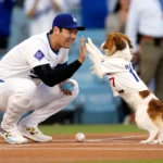 los-angeles-dodgers-shohei-ohtani-928271700