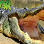 gatorweek-1280x640