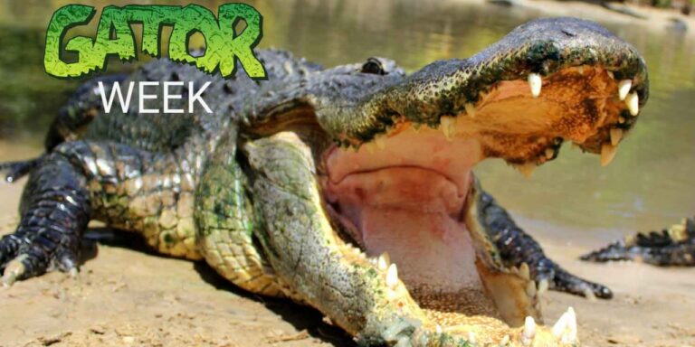 gatorweek-1280x640